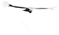 Logo VF