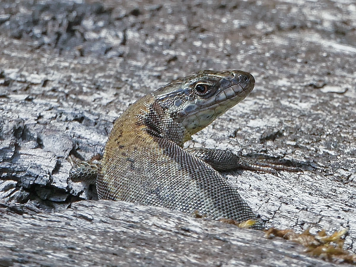 Lézard de la Drôme