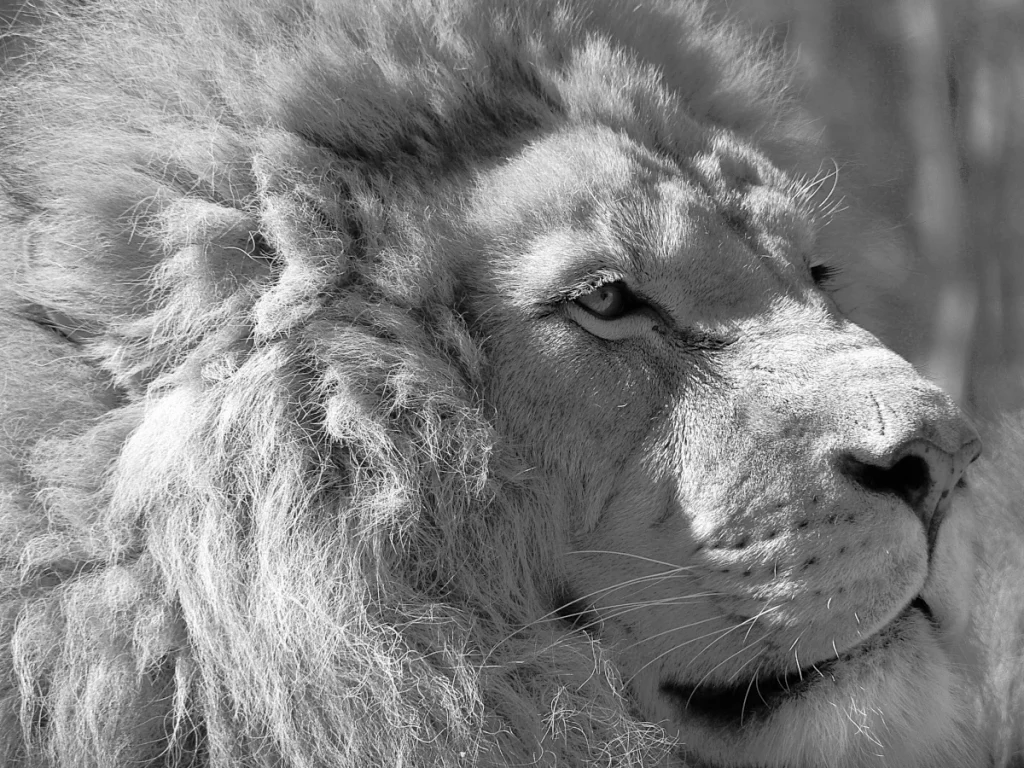 Lion photo noir et blanc