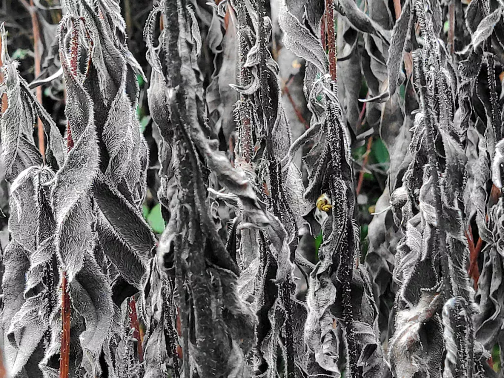 Tableau branches et feuilles séchées