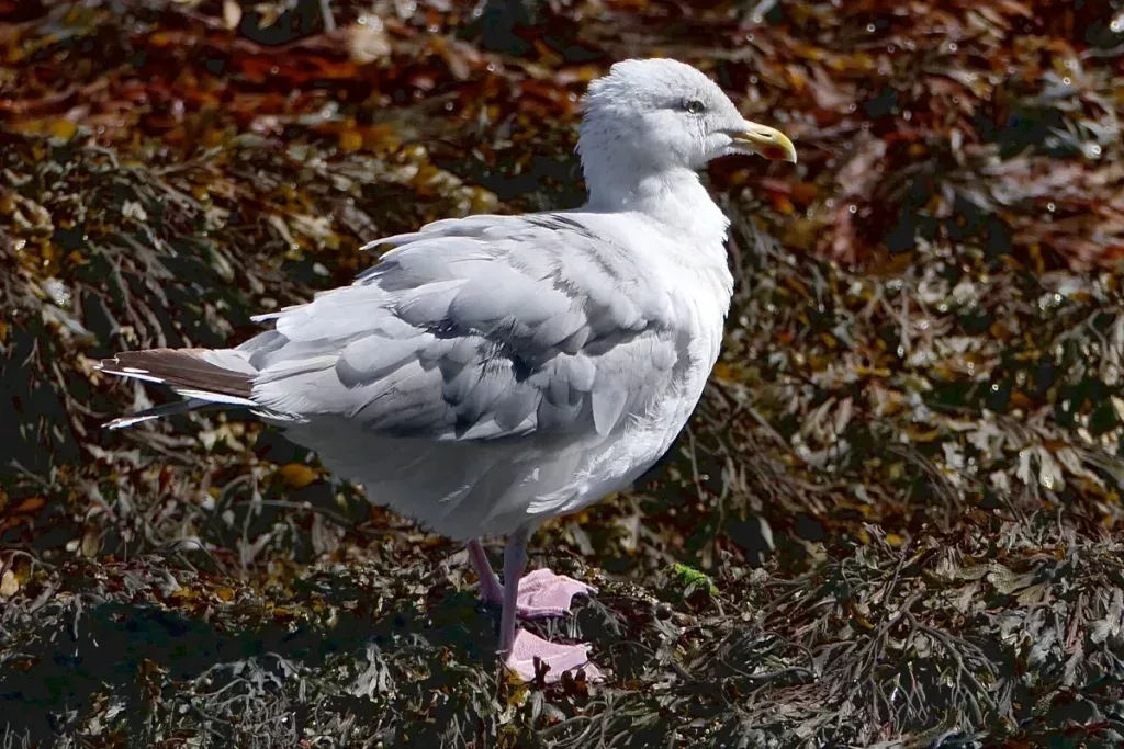 Goéland sur algues marines