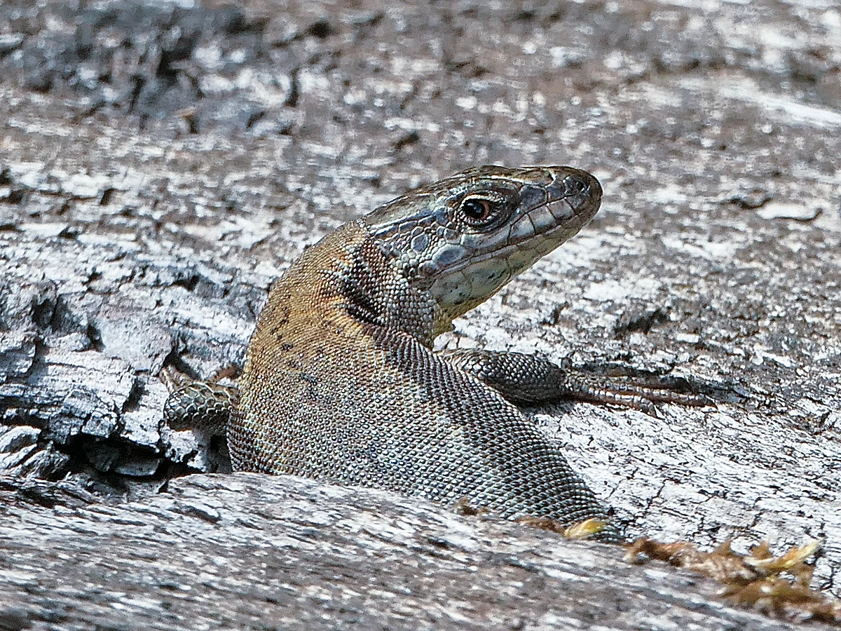 Lézard de la Drôme