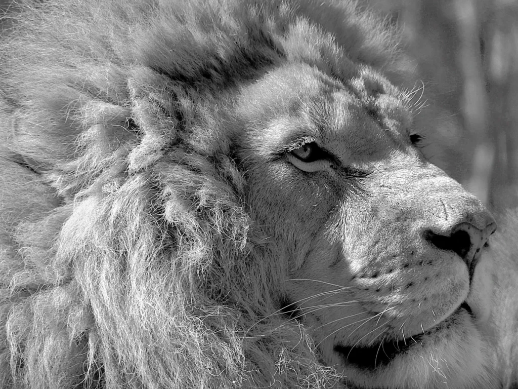Lion photo noir et blanc
