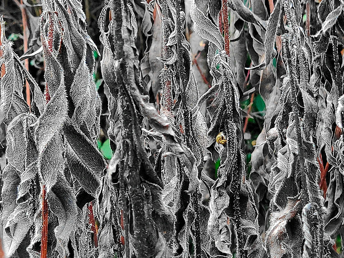 Tableau branches et feuilles séchées