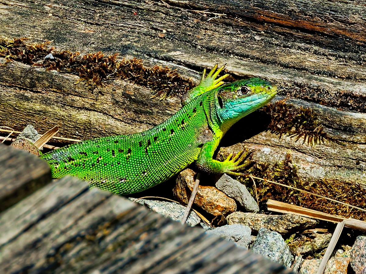 Lézard vert occidental