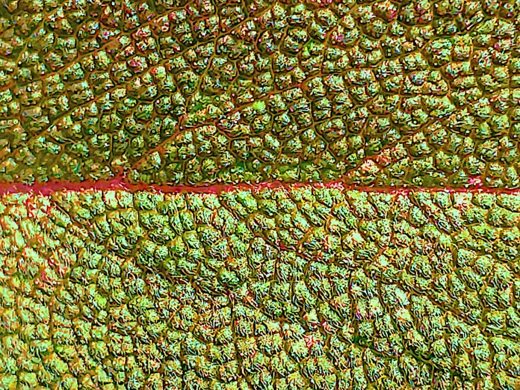 Nervures de feuille