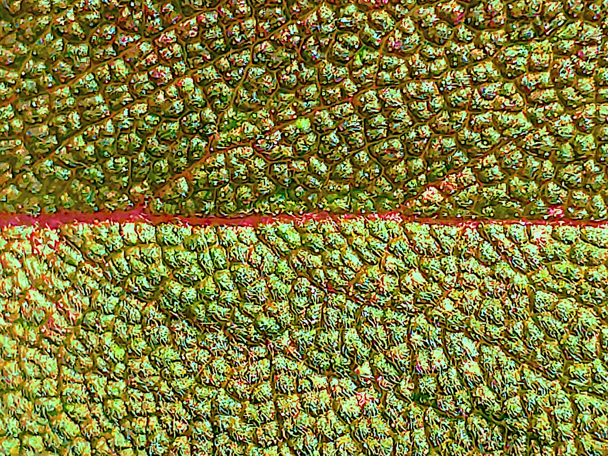 Nervures de feuille