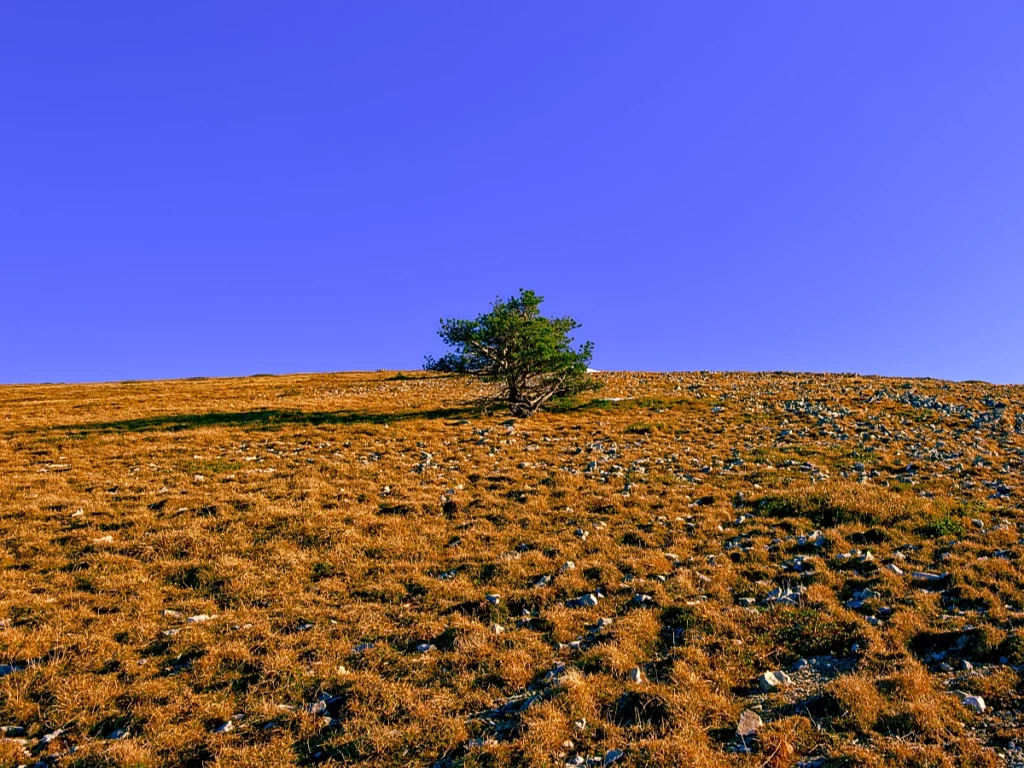 Arbre solitaire du Vercors